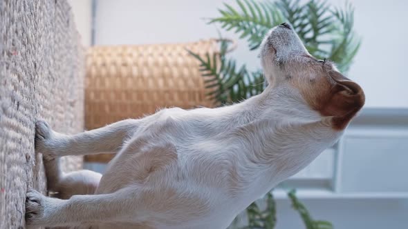 Portrait of a Cute Calm Jack Russell Dog Sitting on a Mat Near a Large Window with Green Plants