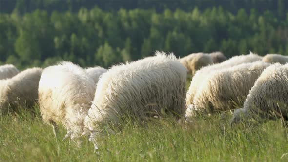 Flock of Sheep Graze Grass on Fresh Meadow in Organic Farm