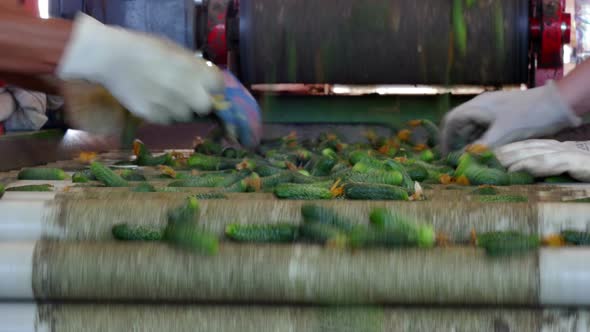 Cucumbers on the Packaging Line