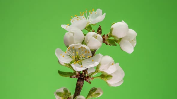 Blossoming Apple-tree Time Lapse on Green Background