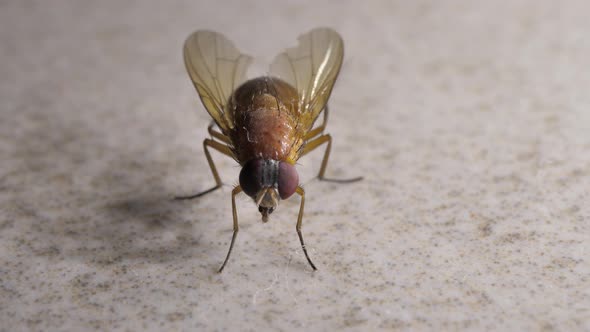 House Fly Moving 