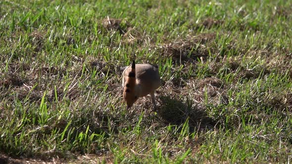 Eurasian Hoopoe using its long beak to hunt among the blades of grass, slow motion clip