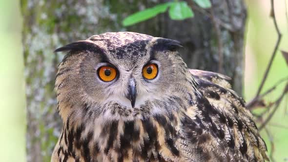 Eurasian Eagle Owl