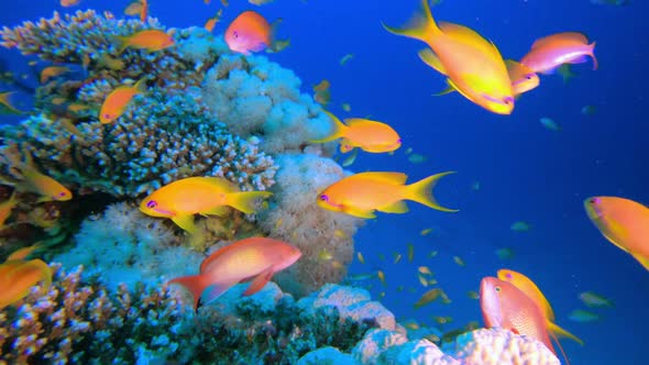 Underwater Colorful Fishes