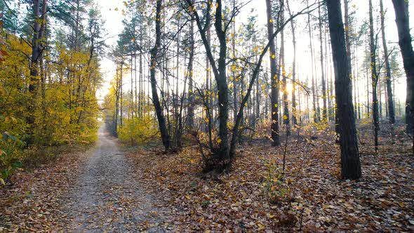 Autumn Forest Background Motion Cam
