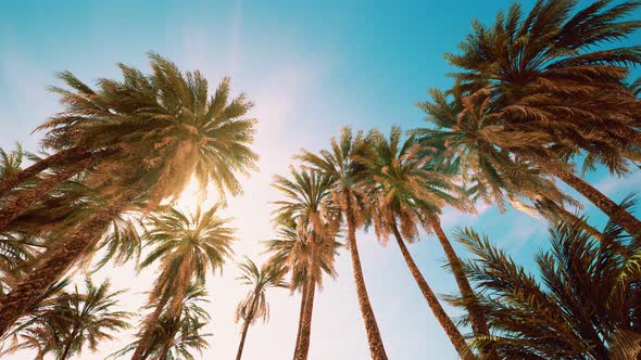 Palm Trees at Sunset Light and Sky alt