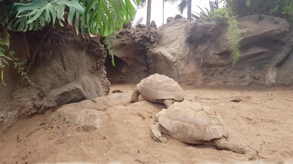 Giant Tortoise Moving on Land in Reptile Exhibit at the Zoo, Static Shot
