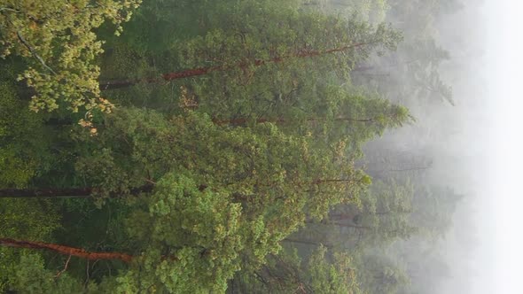 Vertical Video Fog in the Forest Aerial View