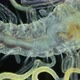 Worm Polychaeta under a microscope. Family Cirratulidae - VideoHive Item for Sale