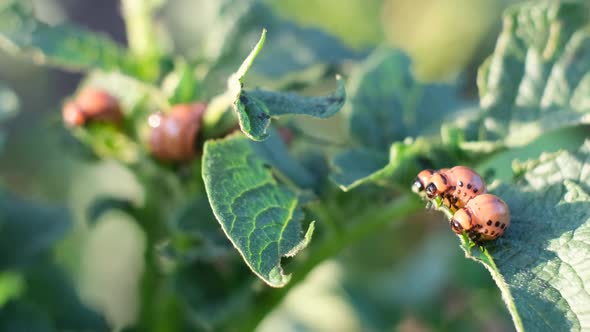 Small Colorado Beetle Larva Destroy Potato Foliage in Summer Garden Pest Illustration