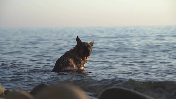 A Dog Sitting in the Water at the Beach Relaxing and Enjoying the Breeze.