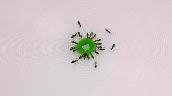 Ants Drinking Green Colored Sugar Water