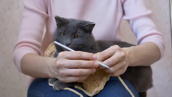The Cat Lies on the Girl’s Lap Watches the Crochet Hook