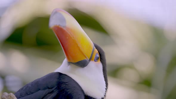 Slow motion tilting up portrait shot of a wild toco toucan, ramphastos toco with giant bill turning