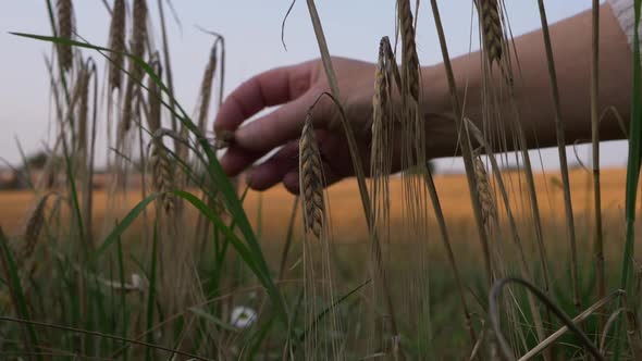 Hands checking wheat crops in wheat field medium shot