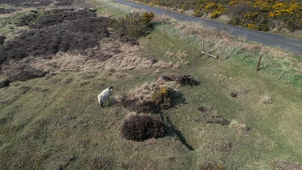 Aerial shot of cattle grazing in the Goathland - North York Moors National Park UK.