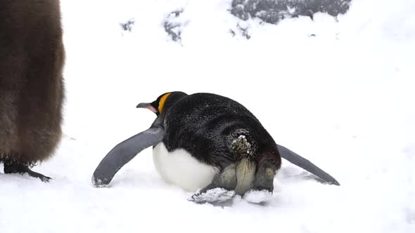 Close Up Of Penguin Shaking Tail