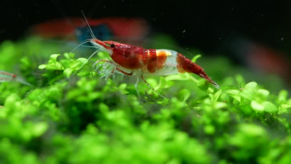 Red sushi dwarf shrimp stay on green aquatic plant in fresh water aquarium tank