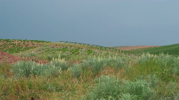 Tractor is Driving Through the Field