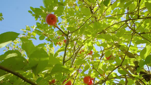 Ripe Red Apples and Green Leaves Shine on Tree Branches