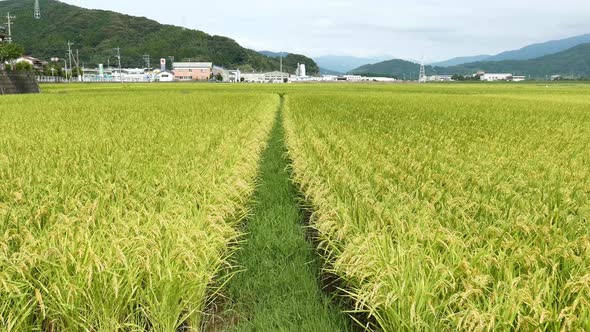 Rice farm in Japan