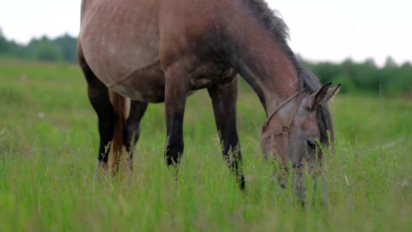 Beautiful Pregnant Horse Grazing in Field