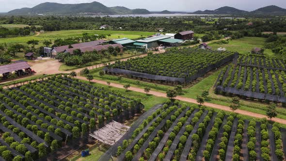 Aerial view of Kampot pepper plantation, Phnom Voar mountain, Cambodia.