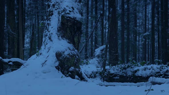 Old Tree Stump In Snowfall At Dusk