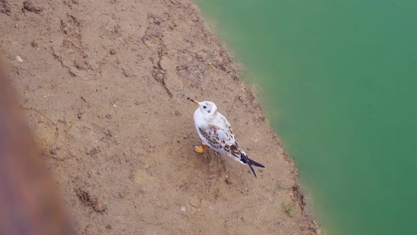 A Seagull on the River Bank is Standing in the Mud and Cleaning Its Wings