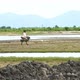 Rice Fields - VideoHive Item for Sale