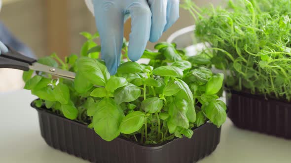 Hands in Gloves Cutting Microgreen Leaves with Scissors Close Up