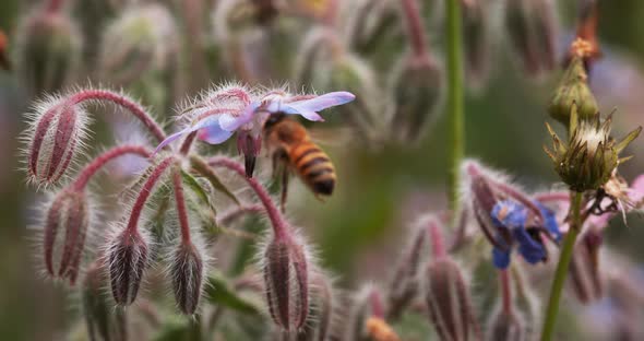 European Honey Bee, apis mellifera, Bee Booting a Borage Flower, Pollination Act, Normandy