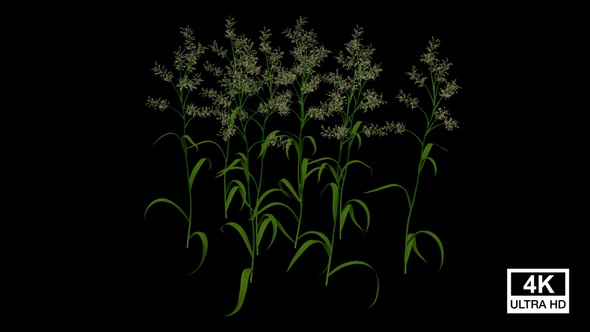 Canary Grass Growing alt