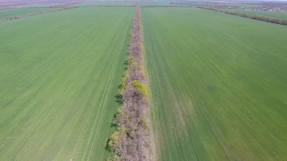 Drone View Over the Fields a Field of Winter Wheat Along the Planting Woodland Belt