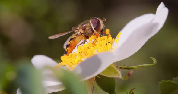 Hoverflies Flower Flies or Syrphid Flies Insect Family Syrphidae