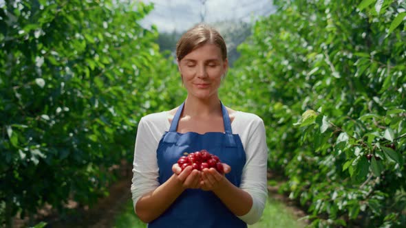 Entrepreneur Hands Holding Cherry Crop in Summertime Fruit Orchard Business Farm