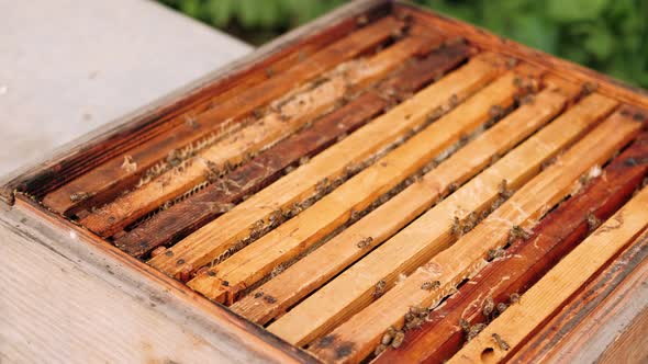 Wooden Hive with Bee Frames