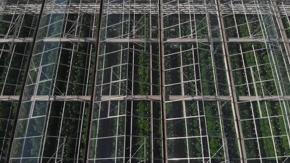 Camera Fly Over the Greenhouses. Aerial Shot. Geometry in Industrial Production. Perfectionism in