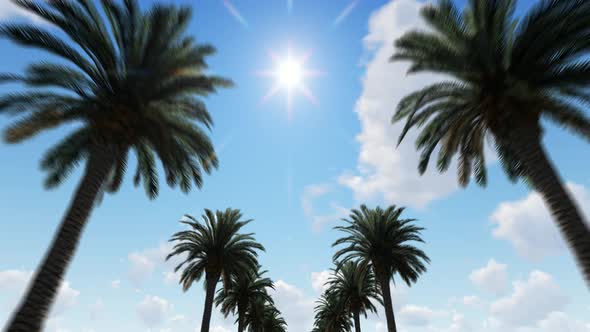 4K Palm Trees