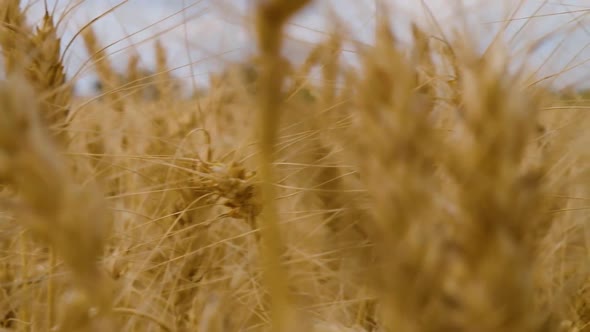 Golden Ears of Wheat Planted in the Field of Agriculture