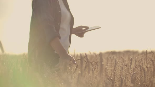 Closeup of Woman's Hand Running Through Organic Wheat Field Steadicam Shot