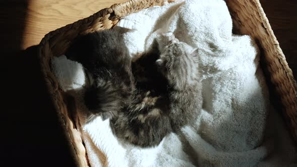 Slow Motion and Close Up Top View of Portrait of Little Newborn Gray Kittens Sitting in a Basket at