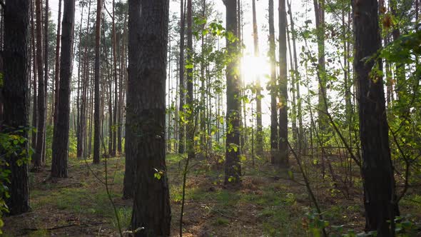 Walk in the Forest. First-Person View