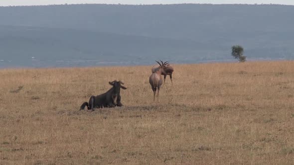 Wildebeests Grazing and Walking on The Savanna