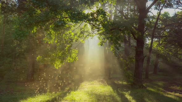 Gold Dust Floats in the Air and is Illuminated By the Rays of the Dawn Sun