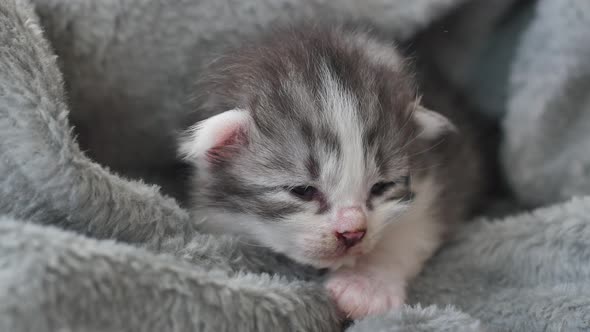 Newborn Kitten Sleeping Under Wool Blanket