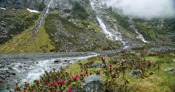 Amazing View of Sulzenau Waterfall Alpine River and Alps Rose Flowers in Foreground in Stubai