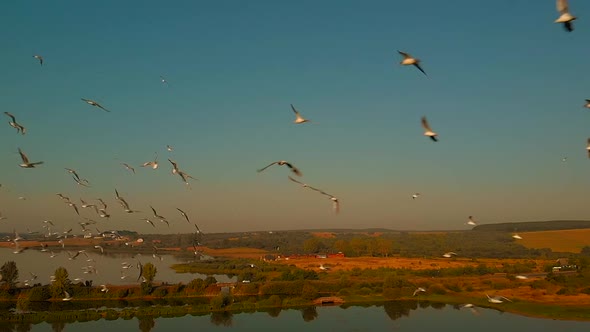 Birds Flying Over Green Field with Lake