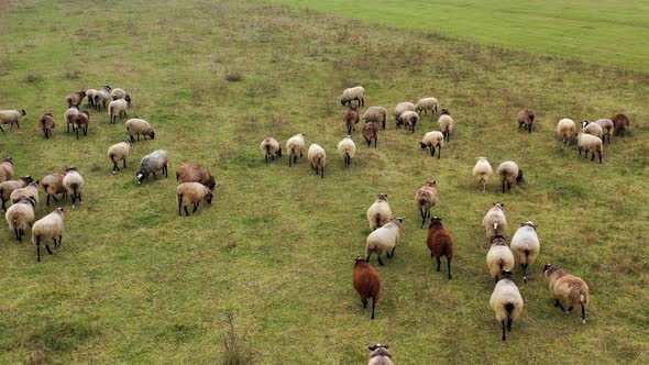 Aerial view of large herd of sheep in picturesque green and yellow pasture