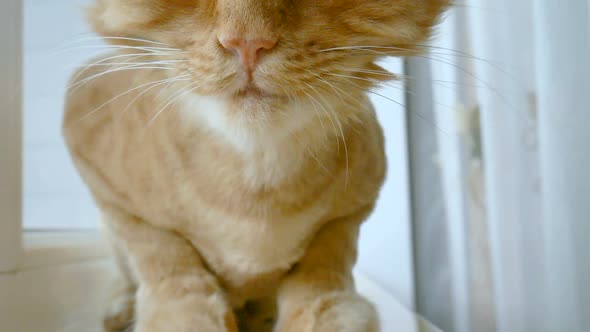 Trimmed Cat with Ginger Fur is Sitting on Windowsill After Grooming and Trimming and Eating